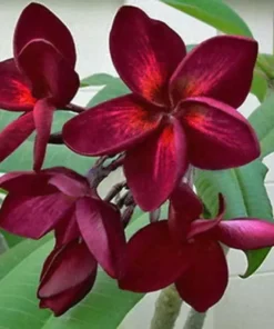 5 Dark Red Plumeria Flower Seeds, Plumeria Seeds For Planting, Plumeria Frangipani Seeds, Plumeria Plant Seeds, Tropical Flower Plant, Perennial Flower Seeds