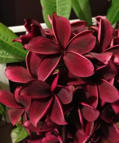 5 Deep Red Plumeria Flower Seeds, Plumeria Seeds For Planting, Plumeria Frangipani Seeds, Plumeria Plant Seeds, Tropical Flower Plant, Perennial Flower Seeds