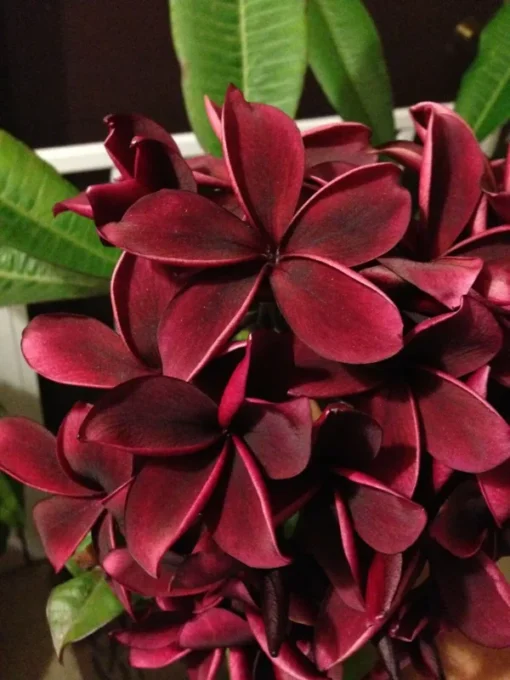 5 Deep Red Plumeria Flower Seeds, Plumeria Seeds For Planting, Plumeria Frangipani Seeds, Plumeria Plant Seeds, Tropical Flower Plant, Perennial Flower Seeds