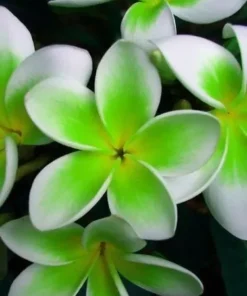 5 Green White Plumeria Flower Seeds, Plumeria Seeds For Planting, Plumeria Frangipani Seeds, Plumeria Plant Seeds, Tropical Flower Plant, Perennial Flower Seeds