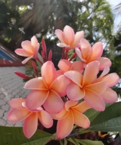 5 Light Pink Orange Plumeria Flower Seeds, Plumeria Seeds For Planting, Plumeria Frangipani Seeds, Plumeria Plant Seeds, Tropical Flower Plant, Perennial Flower Seeds