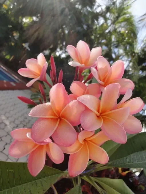 5 Light Pink Orange Plumeria Flower Seeds, Plumeria Seeds For Planting, Plumeria Frangipani Seeds, Plumeria Plant Seeds, Tropical Flower Plant, Perennial Flower Seeds