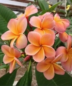 5 Light Pink Orange Plumeria Flower Seeds, Plumeria Seeds For Planting, Plumeria Plant Seeds, Plumeria Frangipani Seeds, Tropical Flower Plant, Perennial Flower Seeds