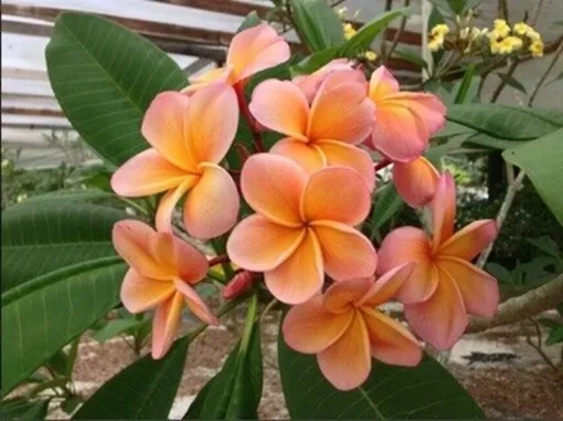 5 Light Pink Orange Plumeria Flower Seeds, Plumeria Seeds For Planting, Plumeria Plant Seeds, Plumeria Frangipani Seeds, Tropical Flower Plant, Perennial Flower Seeds