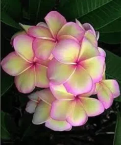 5 Light Pink Yellow Plumeria Flower Seeds, Plumeria Seeds For Planting, Plumeria Frangipani Seeds, Plumeria Plant Seeds, Tropical Flower Plant, Perennial Flower Seeds