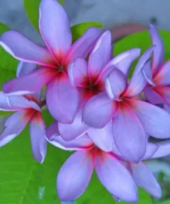 5 Light Purple Pink Plumeria Flower Seeds, Plumeria Seeds For Planting, Plumeria Frangipani Seeds, Plumeria Plant Seeds, Tropical Flower Plant, Perennial Flower Seeds