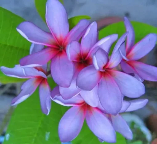 5 Light Purple Pink Plumeria Flower Seeds, Plumeria Seeds For Planting, Plumeria Frangipani Seeds, Plumeria Plant Seeds, Tropical Flower Plant, Perennial Flower Seeds