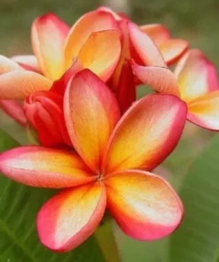 5 Orange Pink Plumeria Flower Seeds, Plumeria Frangipani Seeds, Plumeria Seeds For Planting, Plumeria Plant Seeds, Tropical Flower Plant, Perennial Flower Seeds