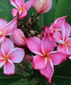 5 Orange Pink Plumeria Flower Seeds, Plumeria Seeds For Planting, Plumeria Frangipani Seeds, Plumeria Plant Seeds, Tropical Flower Plant, Perennial Flower Seeds