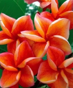 5 Orange Plumeria Flower Seeds, Plumeria Seeds For Planting, Plumeria Frangipani Seeds, Plumeria Plant Seeds, Tropical Flower Plant, Perennial Flower Seeds