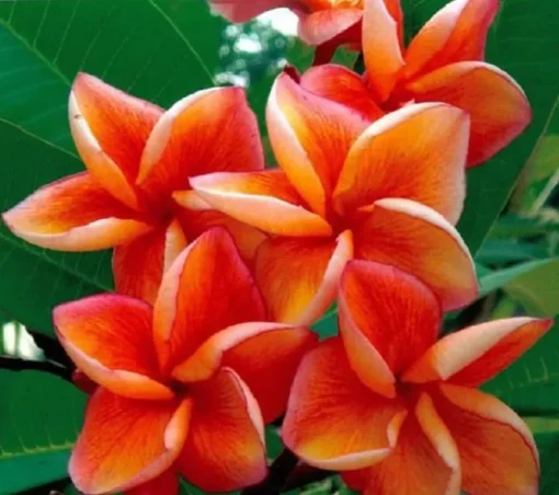 5 Orange Plumeria Flower Seeds, Plumeria Seeds For Planting, Plumeria Frangipani Seeds, Plumeria Plant Seeds, Tropical Flower Plant, Perennial Flower Seeds