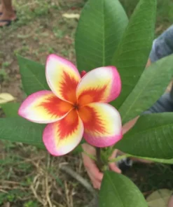 5 Orange Yellow Pink Plumeria Flower Seeds, Plumeria Seeds For Planting, Plumeria Frangipani Seeds, Plumeria Plant Seeds, Tropical Flower Plant, Perennial Flower Seeds