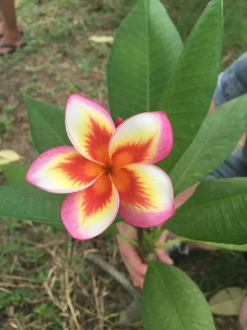 5 Orange Yellow Pink Plumeria Flower Seeds, Plumeria Seeds For Planting, Plumeria Frangipani Seeds, Plumeria Plant Seeds, Tropical Flower Plant, Perennial Flower Seeds