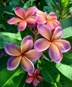 5 Pink Orange Plumeria Flower Seeds, Plumeria Seeds For Planting, Plumeria Frangipani Seeds, Plumeria Plant Seeds, Tropical Flower Plant, Perennial Flower Seeds