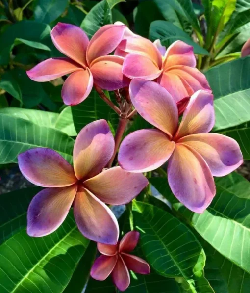 5 Pink Orange Plumeria Flower Seeds, Plumeria Seeds For Planting, Plumeria Frangipani Seeds, Plumeria Plant Seeds, Tropical Flower Plant, Perennial Flower Seeds