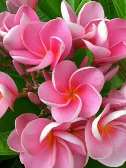 5 Pink Plumeria Flower Seeds, Plumeria Seeds For Planting, Plumeria Frangipani Seeds, Plumeria Plant Seeds, Tropical Flower Plant, Perennial Flower Seeds