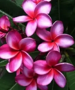 5 Pink Purple Plumeria Flower Seeds, Plumeria Seeds For Planting, Plumeria Frangipani Seeds, Plumeria Plant Seeds, Tropical Flower Plant, Perennial Flower Seeds