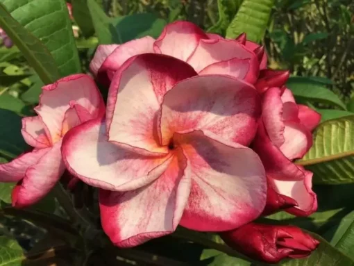 5 Pink White Plumeria Flower Seeds, Plumeria Seeds For Planting, Plumeria Frangipani Seeds, Plumeria Plant Seeds, Perennial Flower Seeds, Tropical Flower Plant