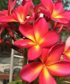 5 Pink Yellow Plumeria Flower Seeds, Plumeria Seeds For Planting, Plumeria Frangipani Seeds, Plumeria Plant Seeds, Perennial Flower Seeds, Tropical Flower Plant