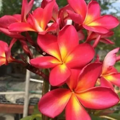 5 Pink Yellow Plumeria Flower Seeds, Plumeria Seeds For Planting, Plumeria Frangipani Seeds, Plumeria Plant Seeds, Perennial Flower Seeds, Tropical Flower Plant