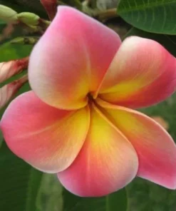 5 Pink Yellow Plumeria Flower Seeds, Plumeria Seeds For Planting, Plumeria Frangipani Seeds, Plumeria Plant Seeds, Tropical Flower Plant, Perennial Flower Seeds