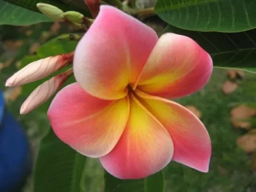 5 Pink Yellow Plumeria Flower Seeds, Plumeria Seeds For Planting, Plumeria Frangipani Seeds, Plumeria Plant Seeds, Tropical Flower Plant, Perennial Flower Seeds