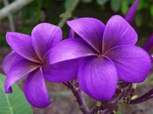 5 Purple Plumeria Flower Seeds, Plumeria Seeds For Planting, Plumeria Frangipani Seeds, Plumeria Plant Seeds, Tropical Flower Plant, Perennial Flower Seeds