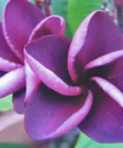 5 Purple Plumeria Flower Seeds, Plumeria Seeds For Planting, Plumeria Plant Seeds, Plumeria Frangipani Seeds, Tropical Flower Plant, Perennial Flower Seeds