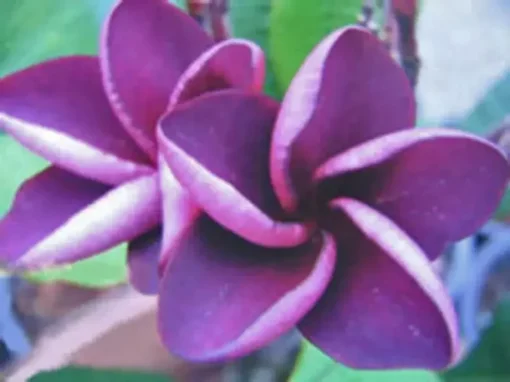 5 Purple Plumeria Flower Seeds, Plumeria Seeds For Planting, Plumeria Plant Seeds, Plumeria Frangipani Seeds, Tropical Flower Plant, Perennial Flower Seeds