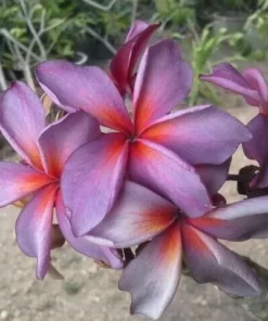 5 Purple Red Plumeria Flower Seeds, Plumeria Seeds For Planting, Plumeria Frangipani Seeds, Plumeria Plant Seeds, Tropical Flower Plant, Perennial Flower Seeds