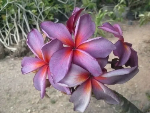 5 Purple Red Plumeria Flower Seeds, Plumeria Seeds For Planting, Plumeria Frangipani Seeds, Plumeria Plant Seeds, Tropical Flower Plant, Perennial Flower Seeds