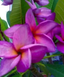 5 Purple White Plumeria Flower Seeds, Plumeria Seeds For Planting, Plumeria Frangipani Seeds, Plumeria Plant Seeds, Tropical Flower Plant, Perennial Flower Seeds