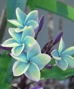 5 Rare Blue Plumeria Flower Seeds, Plumeria Seeds For Planting, Plumeria Frangipani Seeds, Plumeria Plant Seeds, Tropical Flower Plant, Perennial Flower Seeds