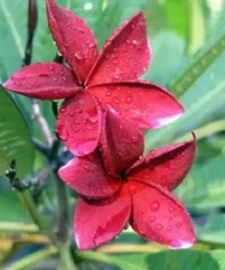 5 Red Plumeria Flower Seeds, Plumeria Seeds For Planting, Plumeria Frangipani Seeds, Plumeria Plant Seeds, Tropical Flower Plant, Perennial Flower Seeds