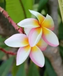 5 White Pink Yellow Plumeria Flower Seeds, Plumeria Seeds For Planting, Plumeria Frangipani Seeds, Plumeria Plant Seeds, Tropical Flower Plant, Perennial Flower Seeds