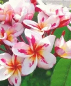 5 White Yellow Pink Plumeria Flower Seeds, Plumeria Seeds For Planting, Plumeria Frangipani Seeds, Plumeria Plant Seeds, Tropical Flower Plant, Perennial Flower Seeds