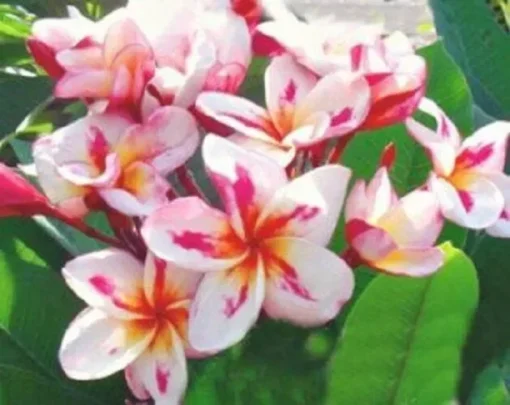 5 White Yellow Pink Plumeria Flower Seeds, Plumeria Seeds For Planting, Plumeria Frangipani Seeds, Plumeria Plant Seeds, Tropical Flower Plant, Perennial Flower Seeds