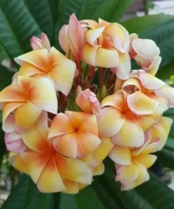 5 Yellow Orange Plumeria Flower Seeds, Plumeria Seeds For Planting, Plumeria Frangipani Seeds, Plumeria Plant Seeds, Tropical Flower Plant, Perennial Flower Seeds