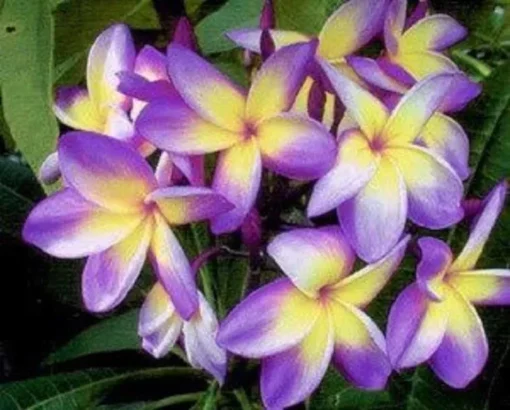 5 Yellow Purple Plumeria Flower Seeds, Plumeria Seeds For Planting, Plumeria Frangipani Seeds, Plumeria Plant Seeds, Tropical Flower Plant, Perennial Flower Seeds