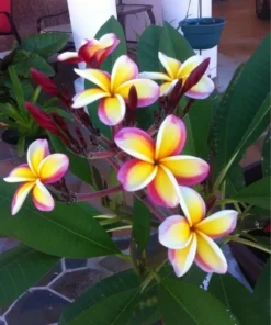 5 Yellow White Purple Plumeria Flower Seeds, Plumeria Seeds For Planting, Plumeria Frangipani Seeds, Plumeria Plant Seeds, Tropical Flower Plant, Perennial Flower Seeds