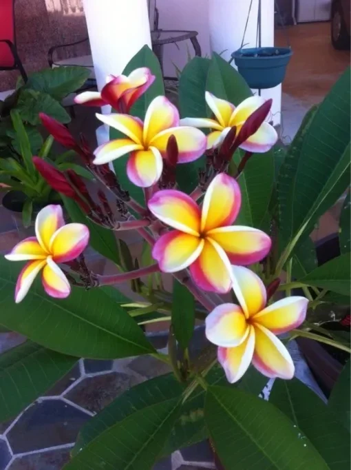 5 Yellow White Purple Plumeria Flower Seeds, Plumeria Seeds For Planting, Plumeria Frangipani Seeds, Plumeria Plant Seeds, Tropical Flower Plant, Perennial Flower Seeds