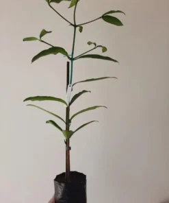 Achachairu Achacha Live Fruit Tree 18-24 Inches - Tropical Golden Fruit Tree