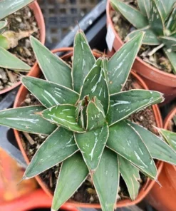 Agave Victoria Regina | 4in pot