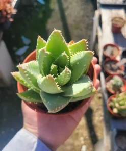 Aloe Brevifolia | 4in | 6in | 10in