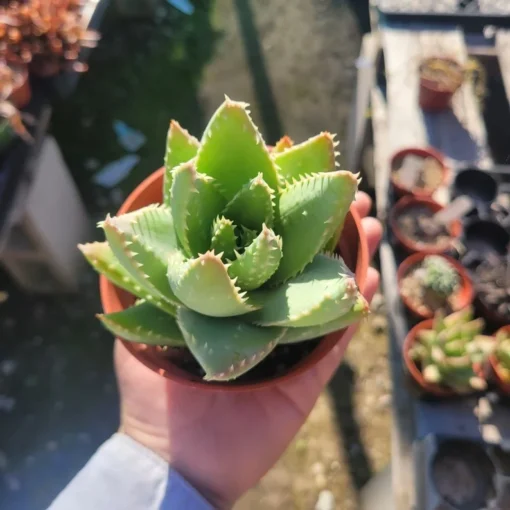 Aloe Brevifolia | 4in | 6in | 10in