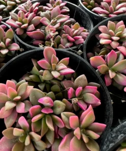 Anacampseros telephiastrum f. variegatum 'Sunrise' | 2in pot | Rare Succulent