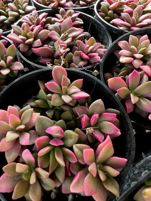 Anacampseros telephiastrum f. variegatum 'Sunrise' | 2in pot | Rare Succulent