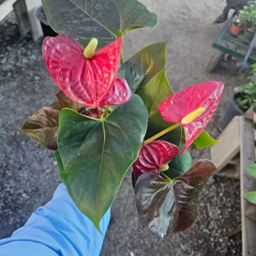 Anthurium 'Coral Champion' Red | 4in pot| Flowering House Plant | Flowering Anthurium