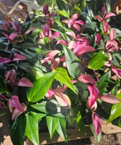 Anthurium Zizou | Andraeanum Anthurium | Pink Plant | Pink Flower | Flowering Houseplant | 4in pot