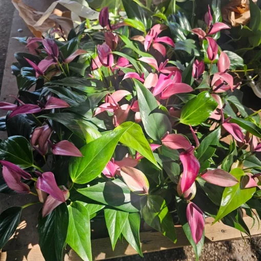 Anthurium Zizou | Andraeanum Anthurium | Pink Plant | Pink Flower | Flowering Houseplant | 4in pot